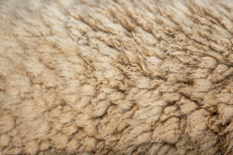 thảm lông dài thường có chiều cao từ khoảng từ 1,2 đến hơn 2cm