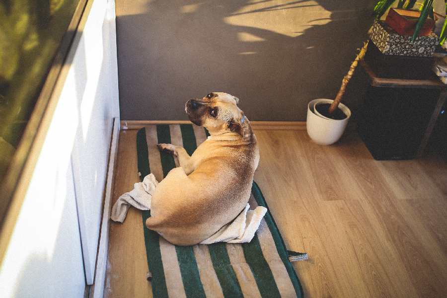 Thảm nhà bếp loại nào tốt 2 