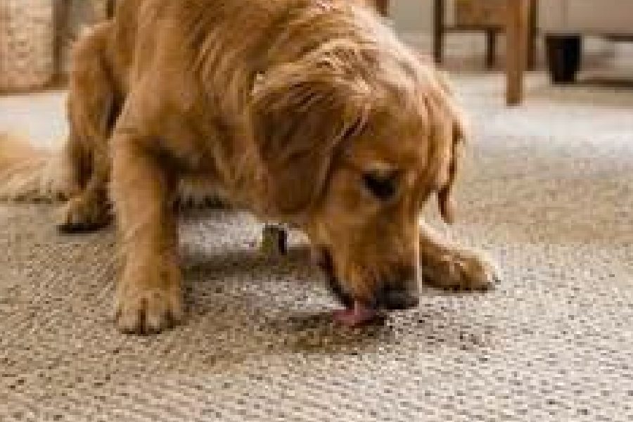 Cách chọn thảm trải sàn cho nhà nuôi thú cưng 2